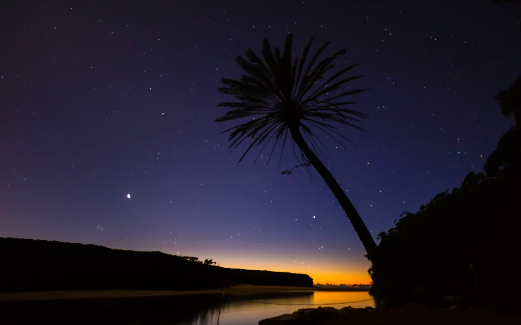 Starry Sky Palm Tree Silhouette Twilight Horizon
