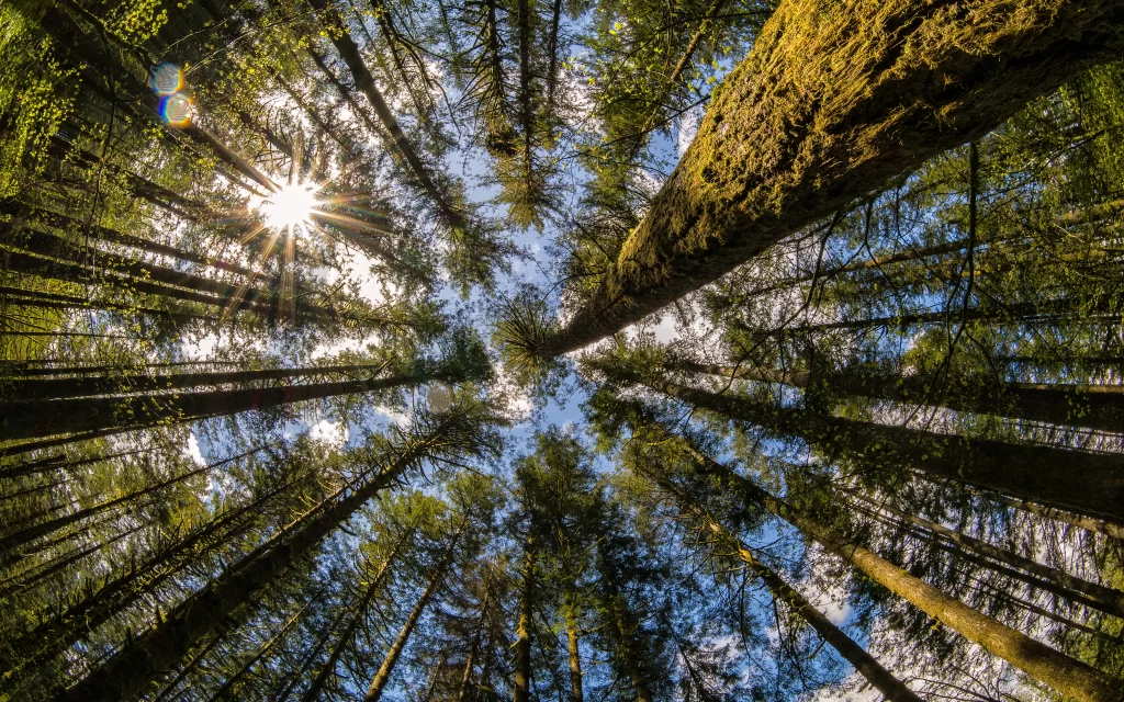 Sunlight Forest Tall Trees Green Leaves Blue Sky