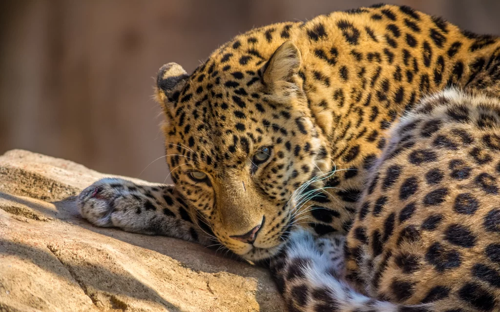 Leopard Resting Sunlit Rock