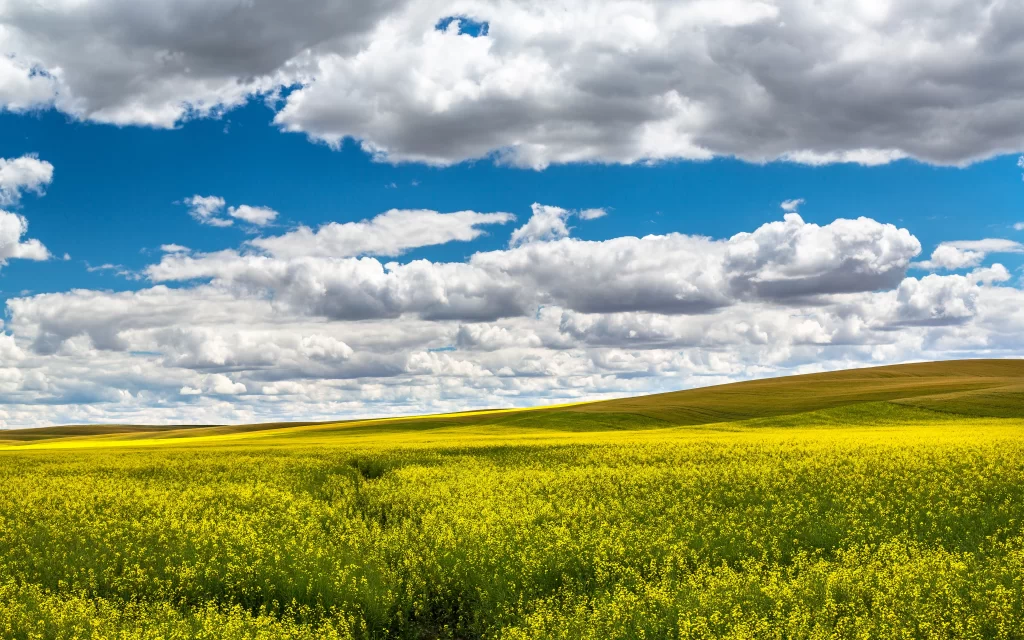 Clouds Blue Sky Yellow Flowers Green Hills