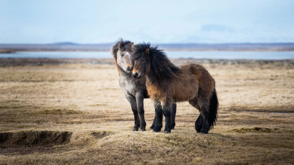 Wild Horses Prairie Snow-Capped Mountains