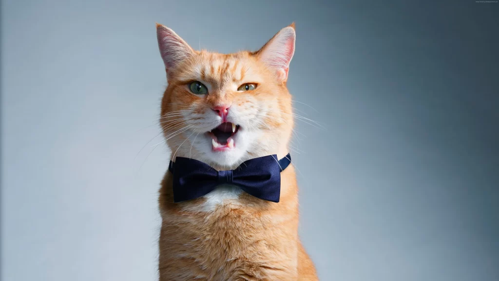 Cat Bowtie Orange Fur Whiskers