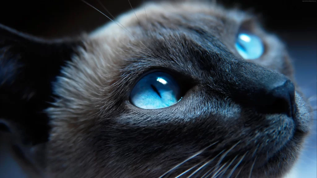Cat Blue Eyes Fur Whiskers
