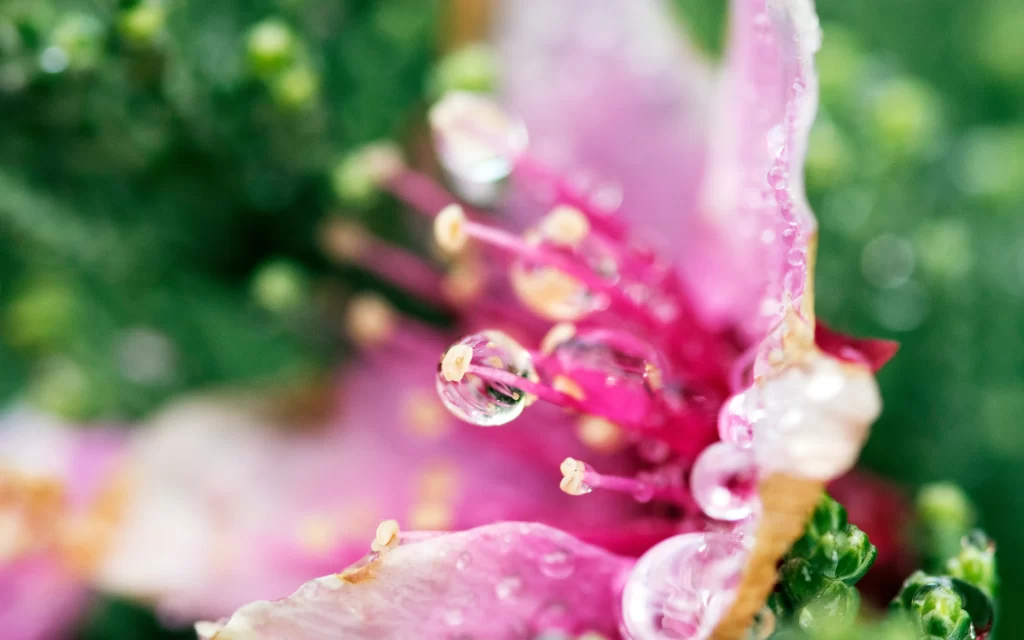 Pink Flower Dewdrops Nature Close-up