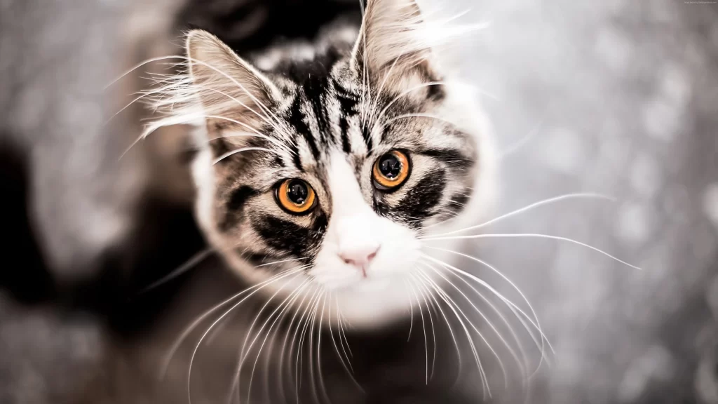 Cat Eyes Whiskers Fur Focus