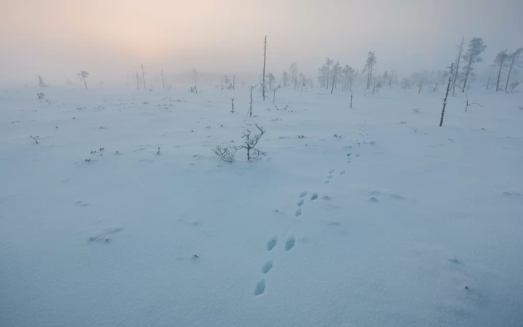 Snowy Landscape Footprints Trees Winter