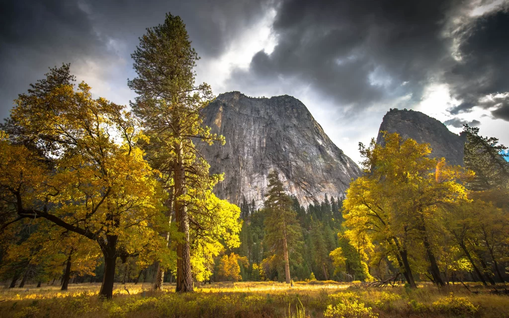 Autumn Forest Tall Trees Mountain Rocky Peaks