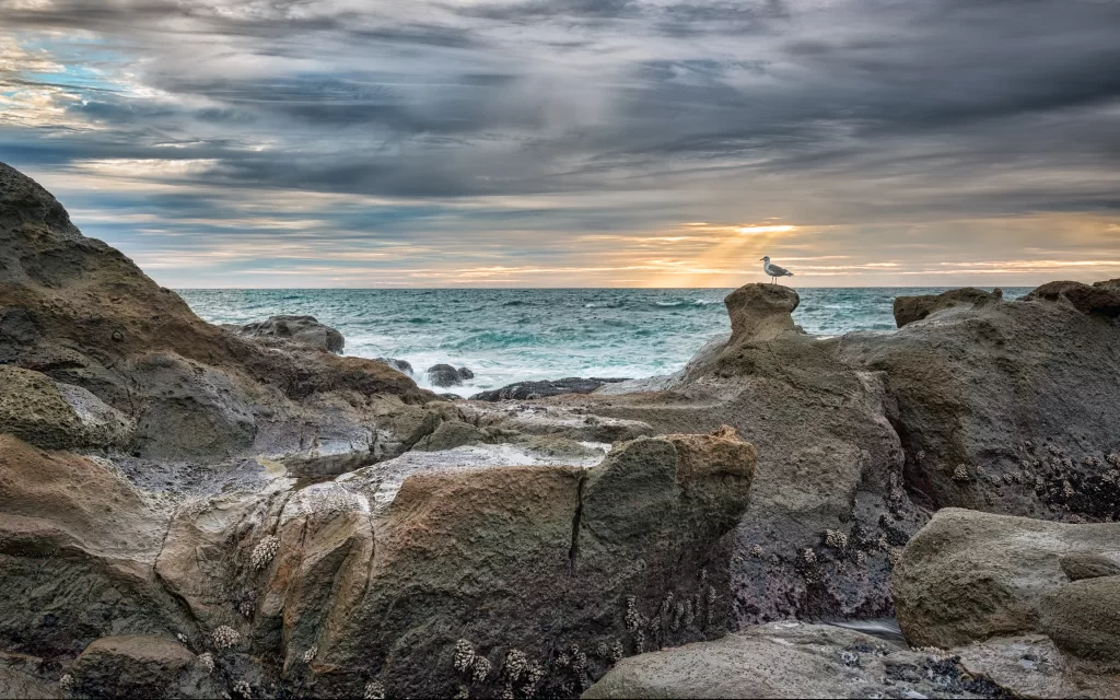 Sunset Ocean Waves Rocks Seagull Clouds