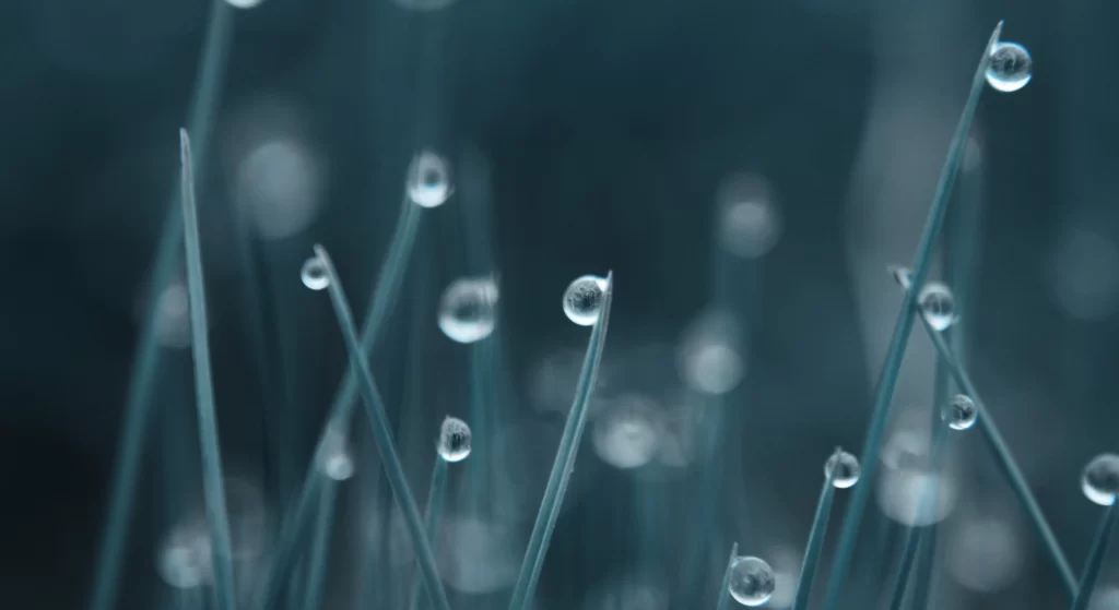 water droplets grass nature dew closeup tranquility reflection morning