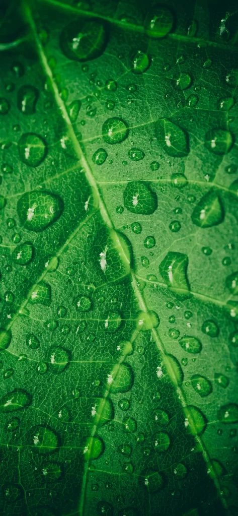 Water Droplets Green Leaf Veins Texture Nature