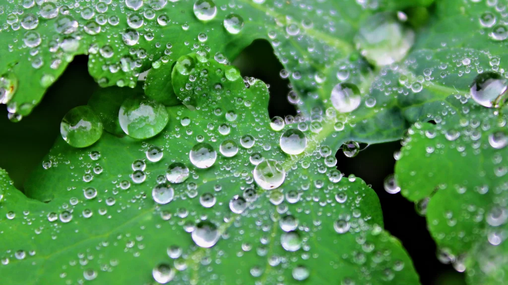 water droplets green leaves nature freshness dew