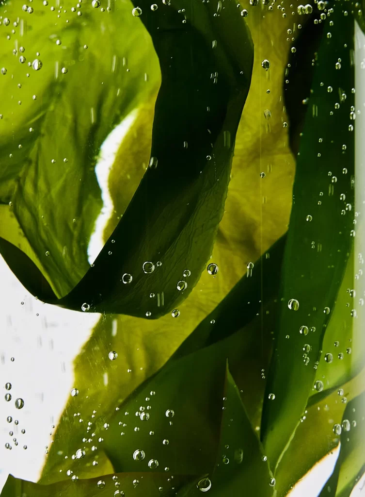 Water Droplets Green Leaves Nature Texture