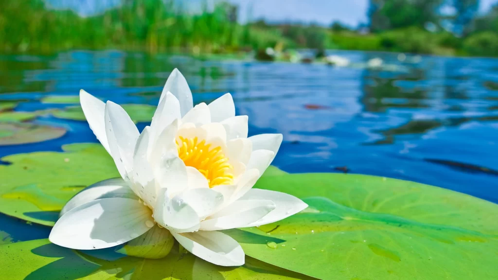 Water Lily White Flower Green Leaves Pond Nature Sunlight