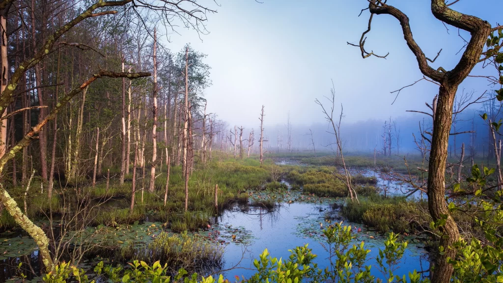 wetland fog trees water plants tranquility