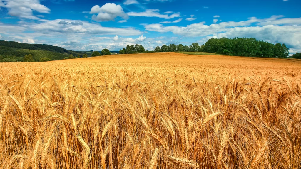 wheat field golden sky clouds trees landscape