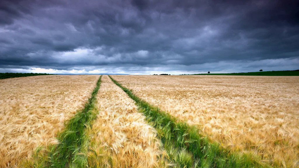 wheat field stormy sky clouds path rural landscape