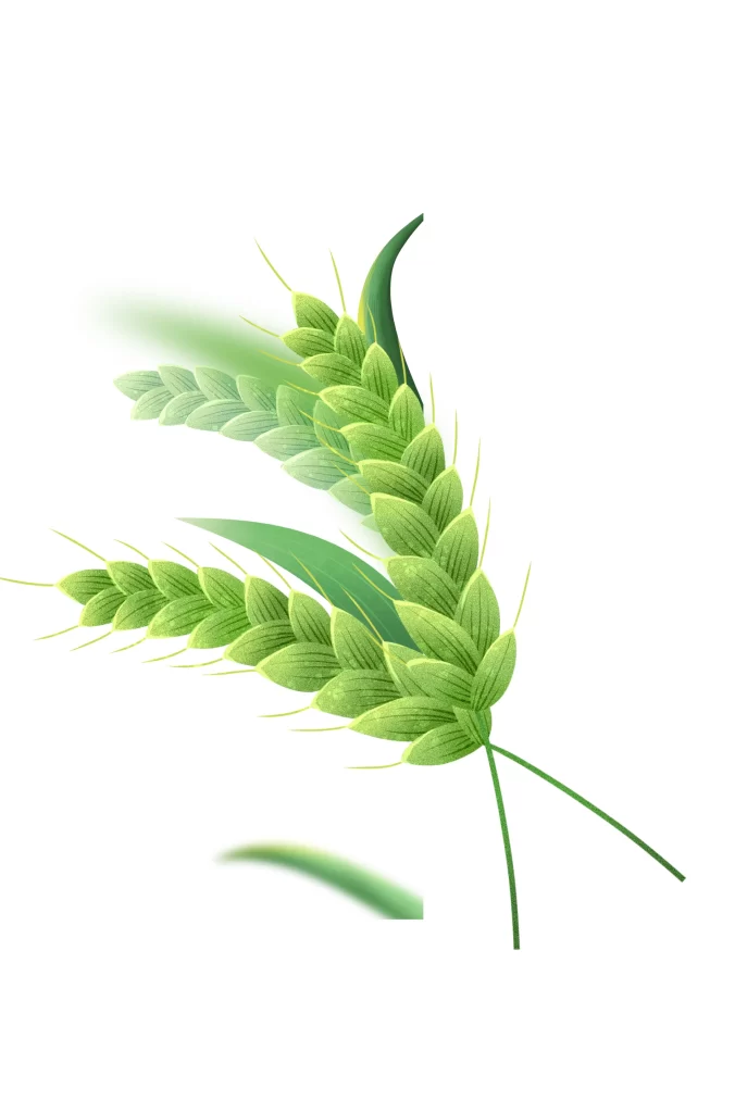 Wheat Green Leaves Stalks Nature Growth