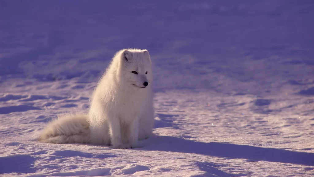 White Arctic Fox Snow Winter Sunlight Cold
