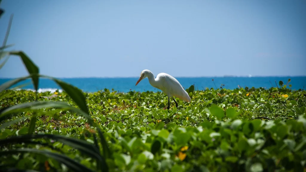 White Bird Green Vegetation Blue Sky Ocean Horizon
