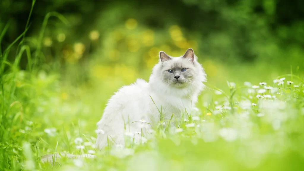 White Cat Green Grass Flowers Nature
