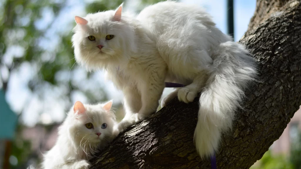 White Cats Tree Branches Sunlight Nature Outdoors