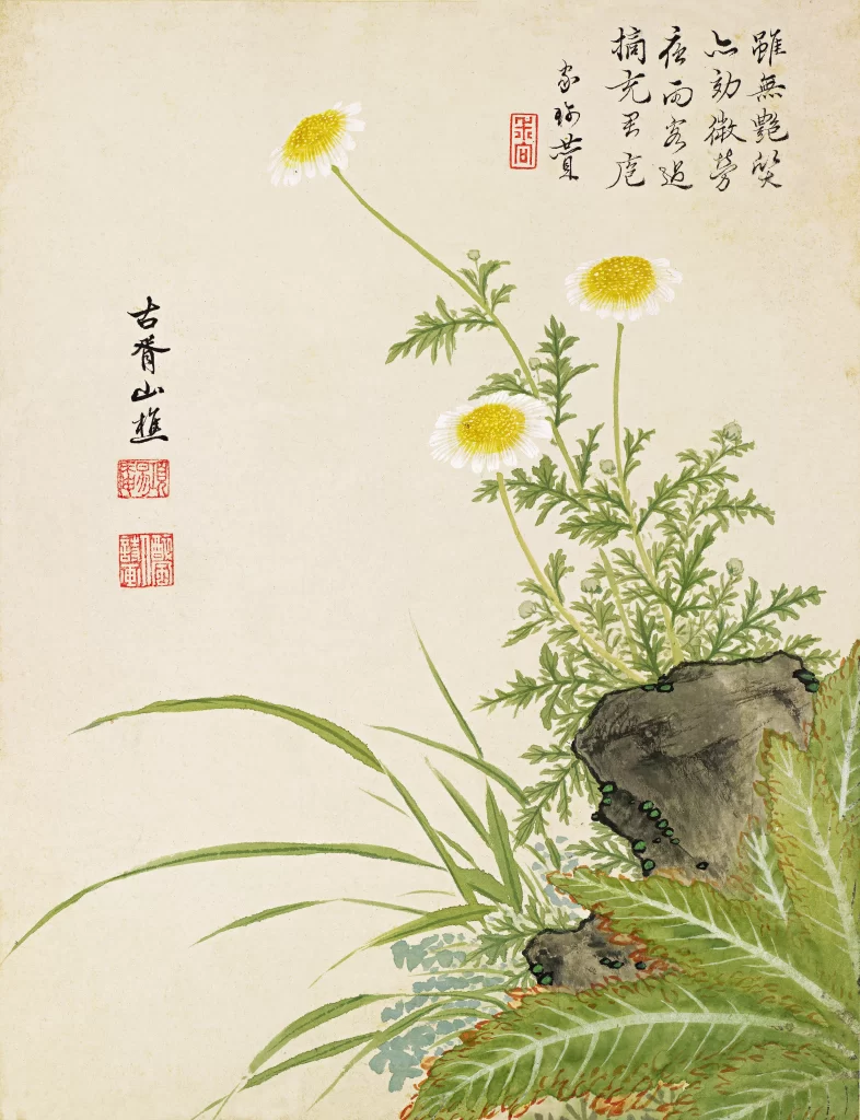 White Daisy Burdock Scholar Rock Grass Xiang Shengmo