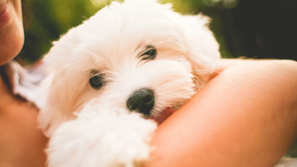 White Dog Soft Fur Human Arms Gentle Embrace