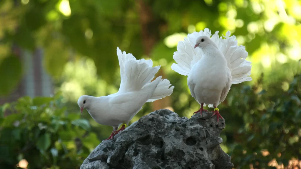 White Doves Feathers Rock Nature Greenery