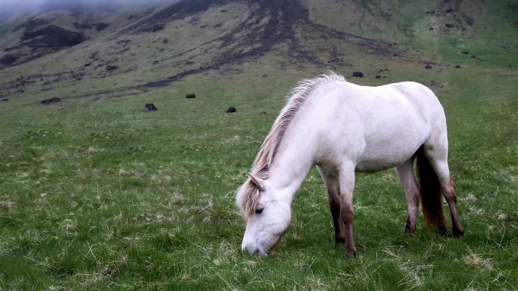 White Horse Green Grass Mountain Misty Sky