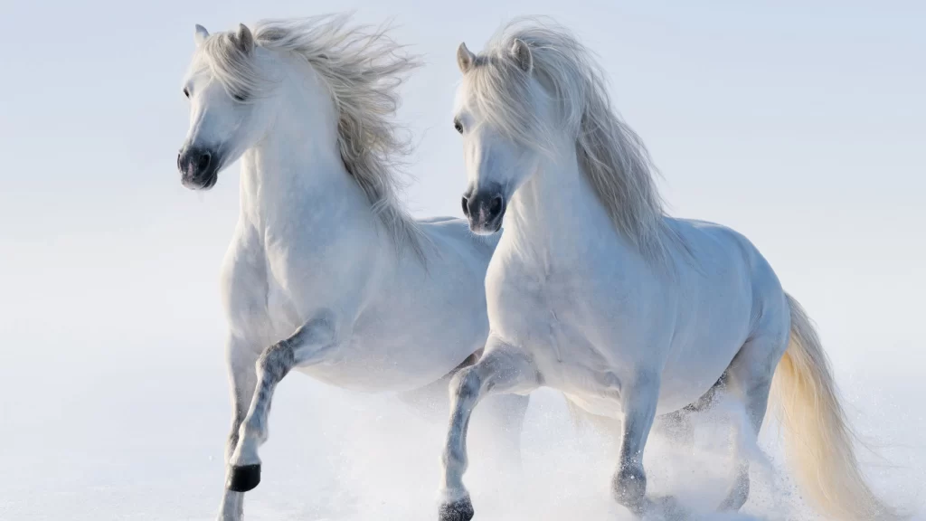 White Horses Running Snowy Field Majestic Graceful