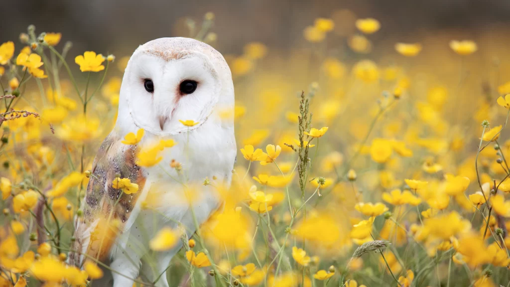 White Owl Yellow Flowers Field Nature Beauty