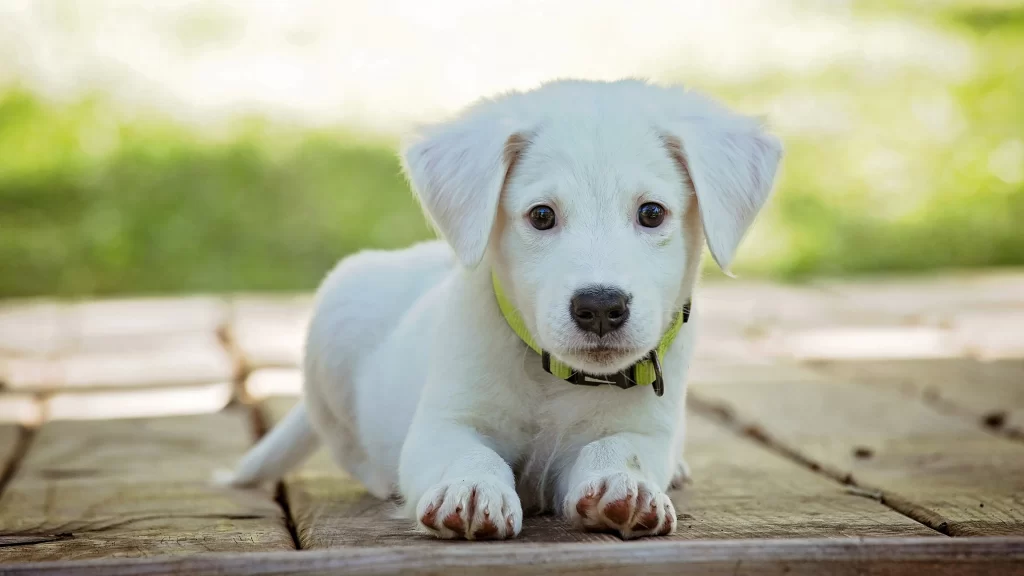White Puppy Green Collar Wooden Floor Grass Background