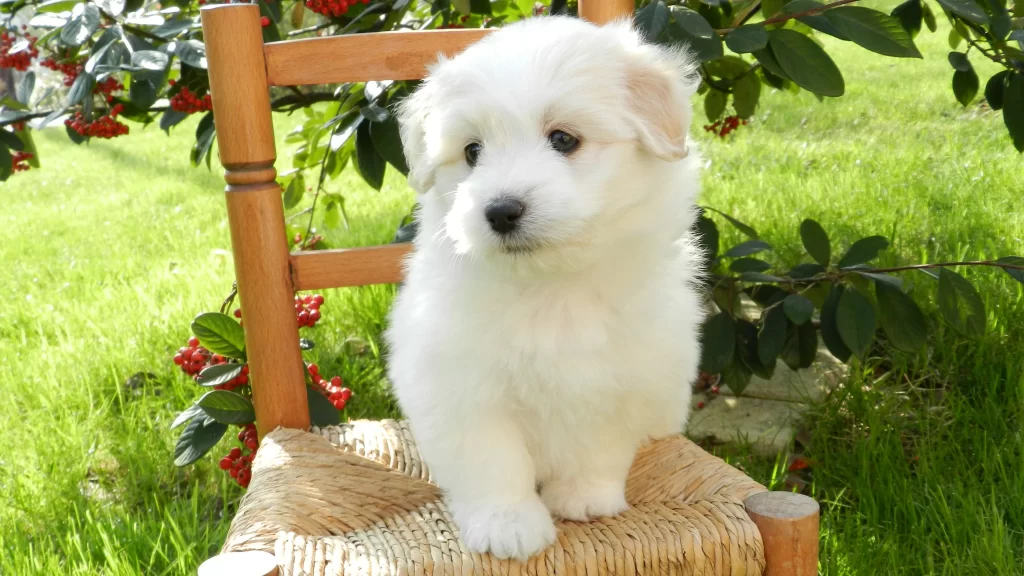 White Puppy Green Grass Chair Red Berries Sunlight