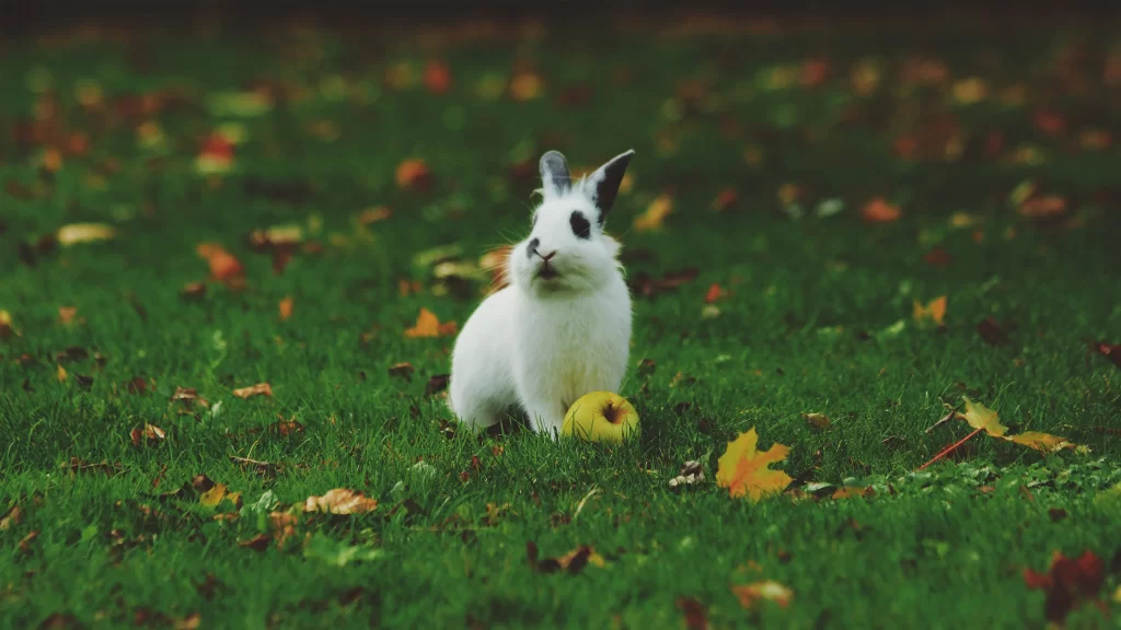 White Rabbit Green Grass Apple Autumn Leaves