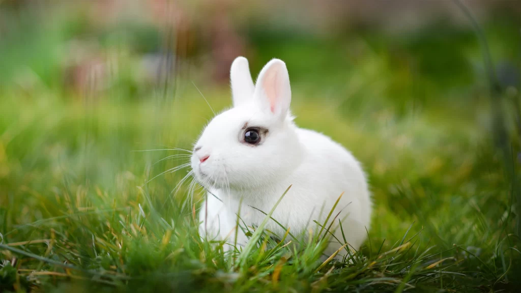 White Rabbit Green Grass Nature Outdoors