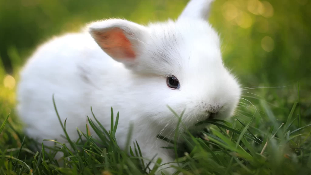 White Rabbit Green Grass Soft Fur
