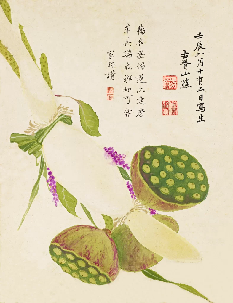 White Radish Lotus Seed Pods Amaranth Xiang Shengmo