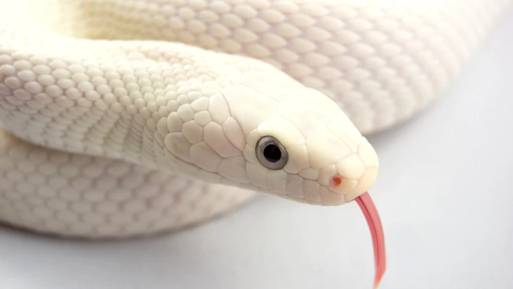 White Snake Scales Tongue Eyes Texture