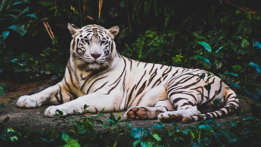 White Tiger Lying Down Greenery Nature Wild