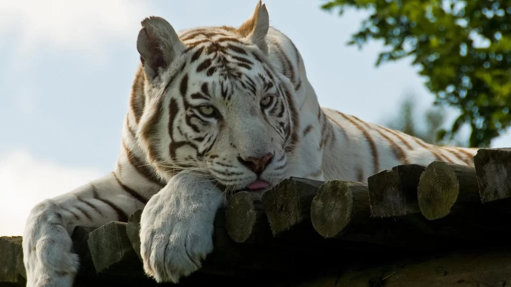 White Tiger Relaxing Nature Logs Sky