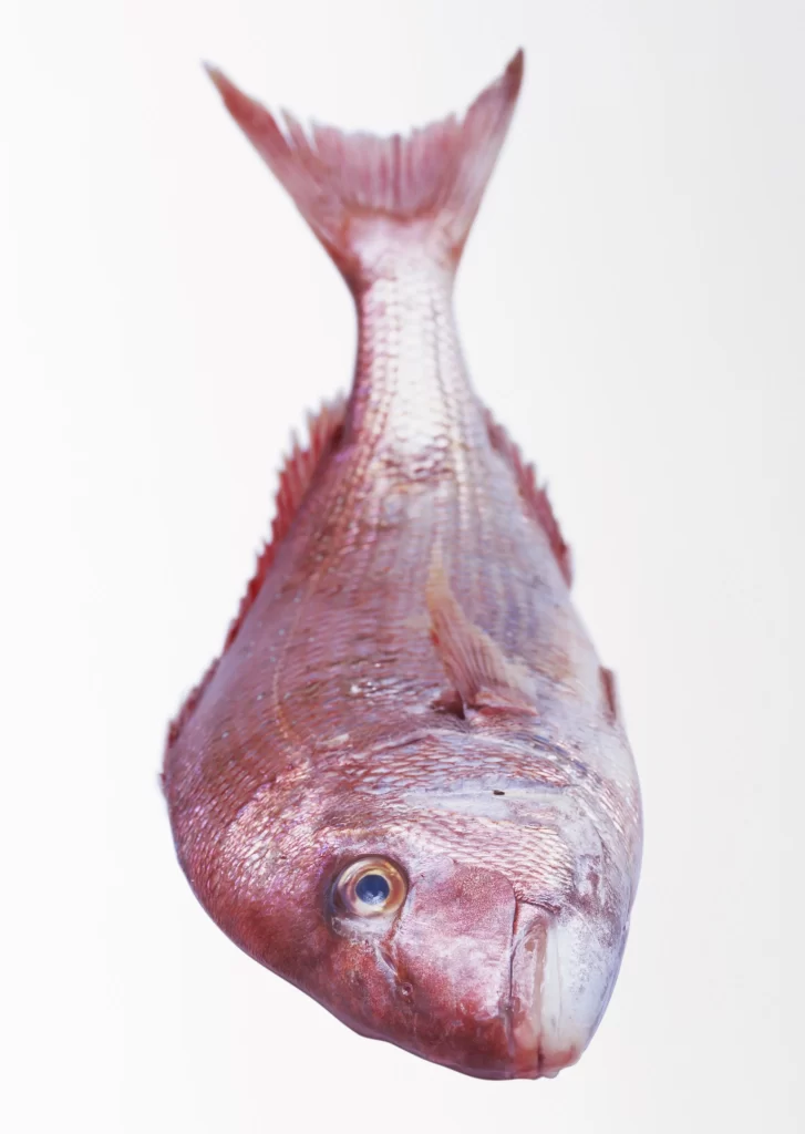 Whole Fish Reddish-pink Fresh White Background