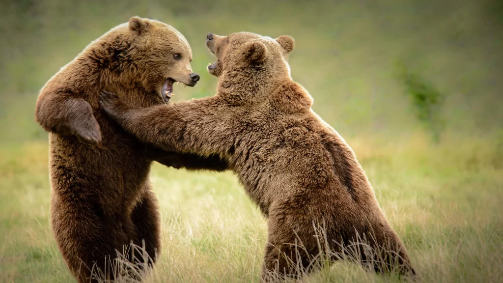 Wild Bears Nature Grasslands Interaction