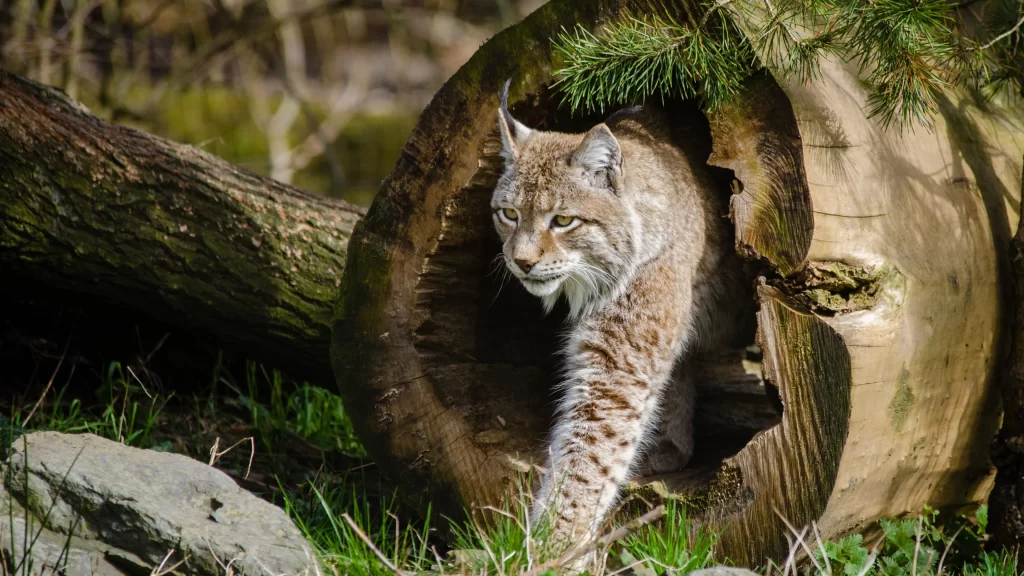 Wild Cat Nature Woodland Sunlit Forest