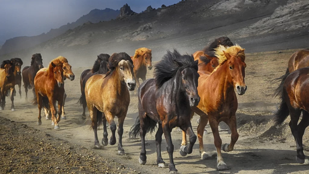 Wild Horses Gallop Dusty Trail Mountainous Landscape
