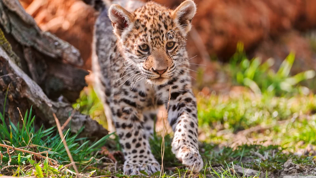 Wild Leopard Cub Nature Grass Sunlight