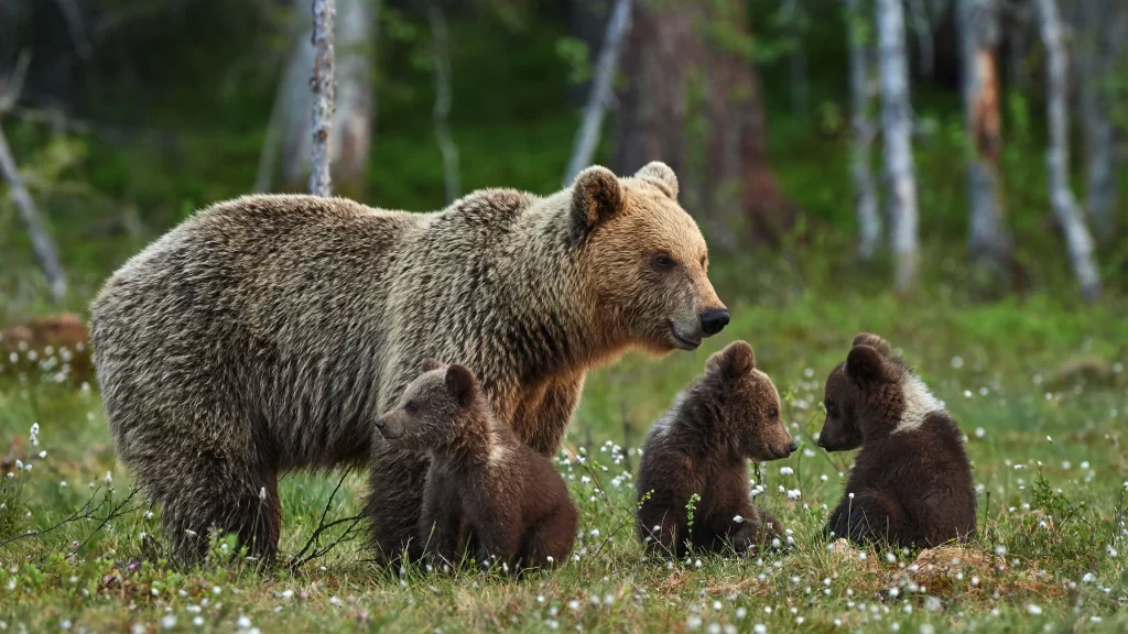 Wildlife Bears Mother Cubs Forest Nature