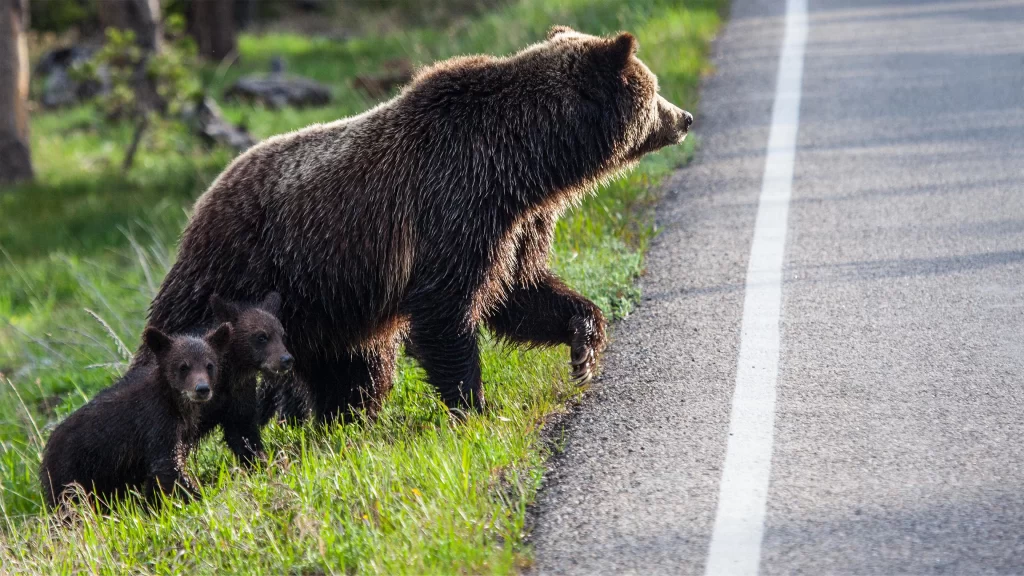 Wildlife Grizzly Bear Cubs Road Nature