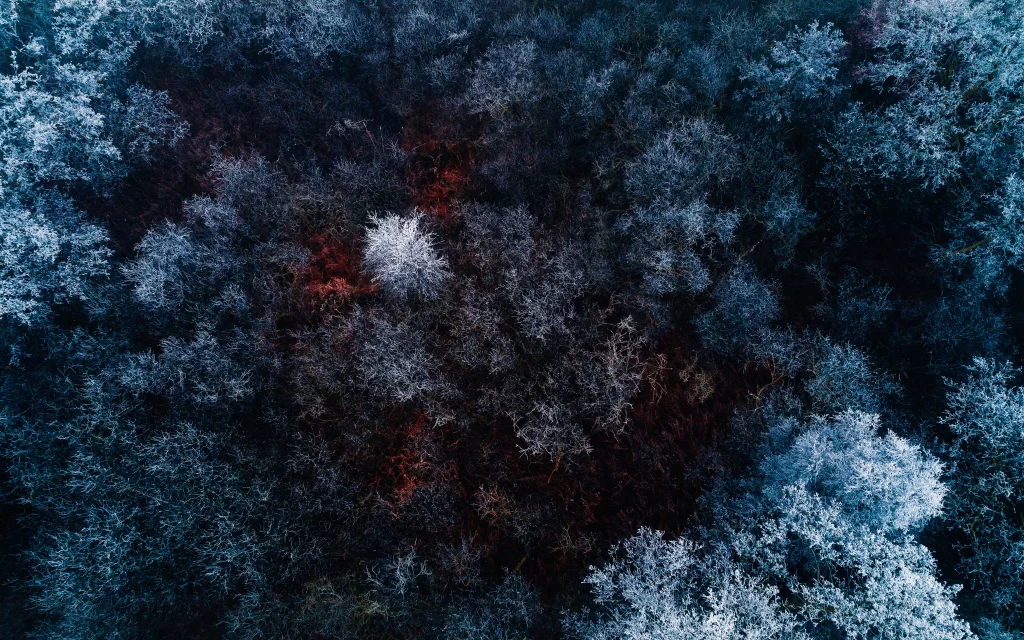 winter forest aerial frosty serene