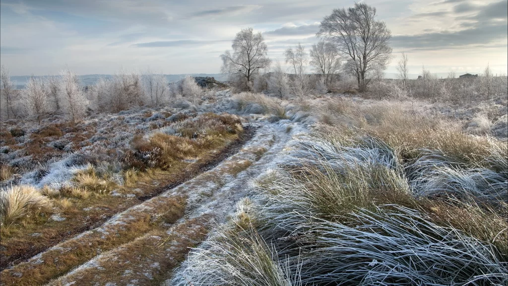 winter landscape frosty road trees grass