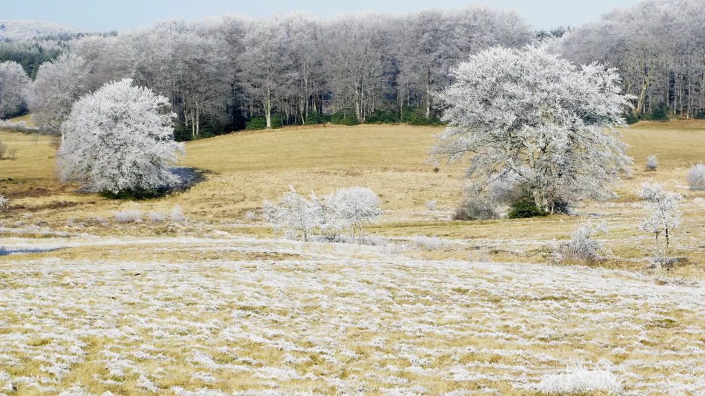 winter landscape frosty trees snowcovered field